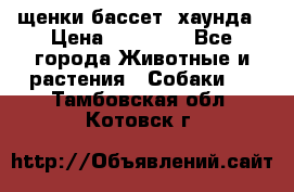 щенки бассет- хаунда › Цена ­ 20 000 - Все города Животные и растения » Собаки   . Тамбовская обл.,Котовск г.